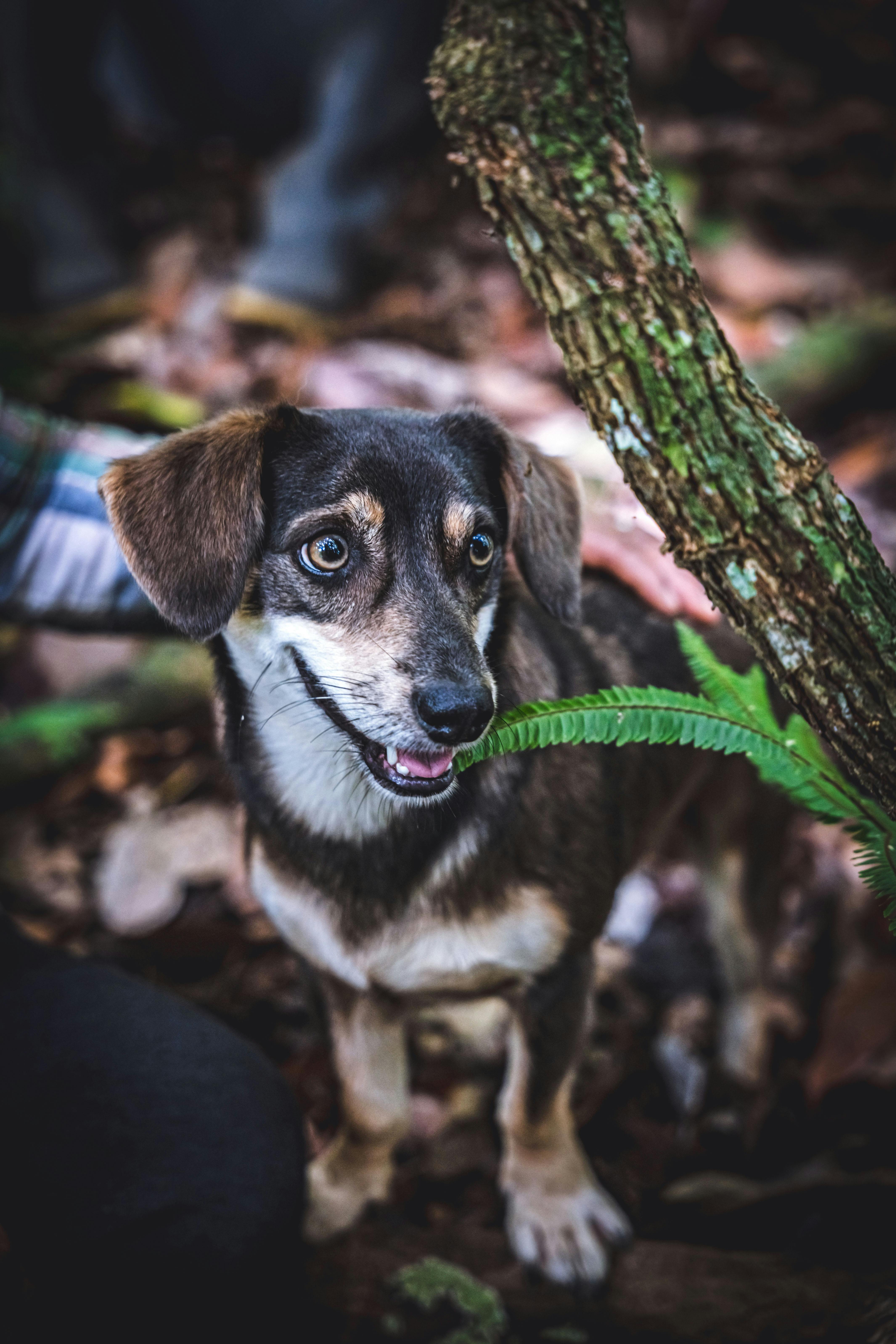 Effective Ways to Optimize Your Animal-Based Diet in 2025