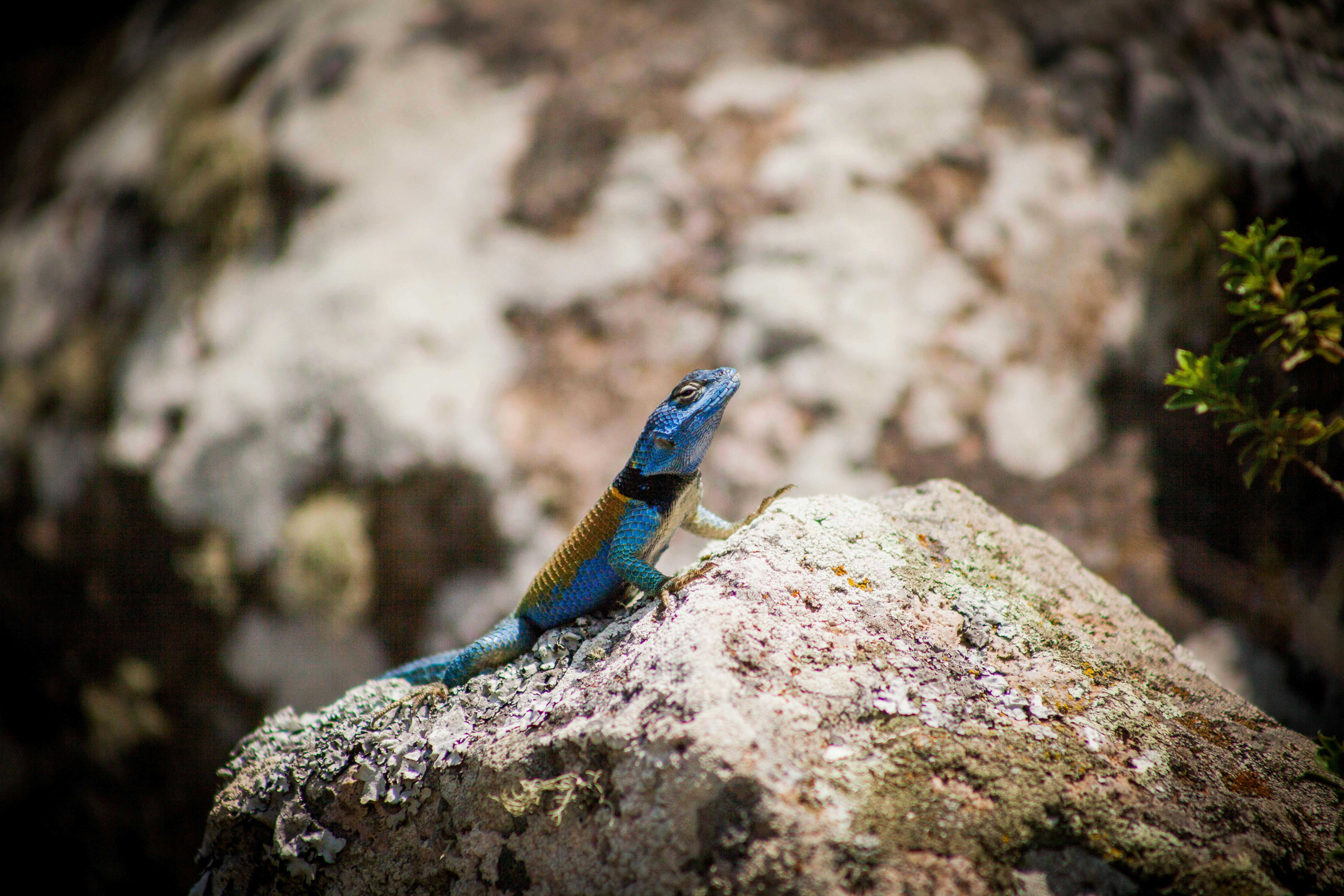 Best 5 Lizard Diet Options for a Healthy 2025
