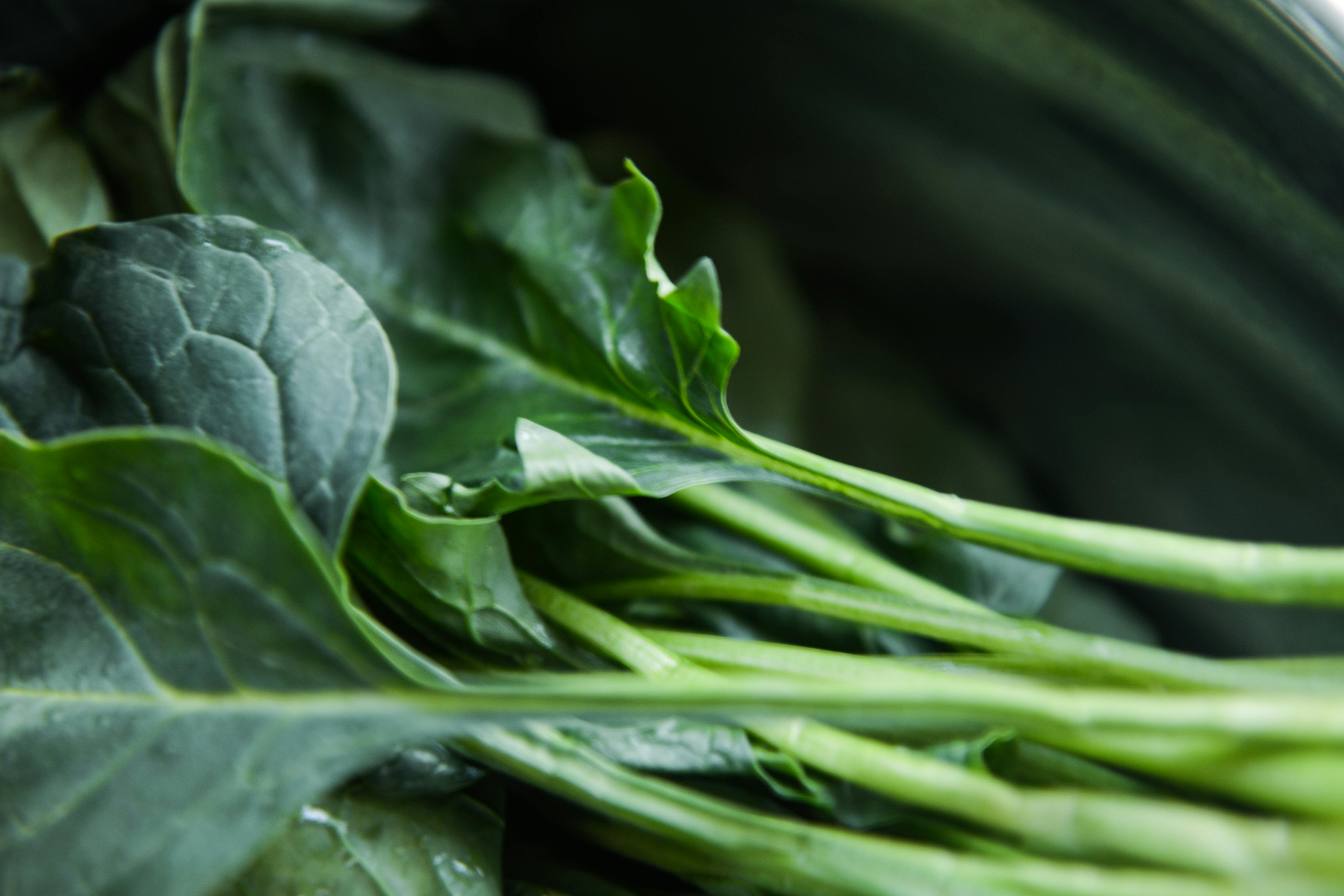 Smart Ways to Optimize Your Pitcher Plant Diet in 2025