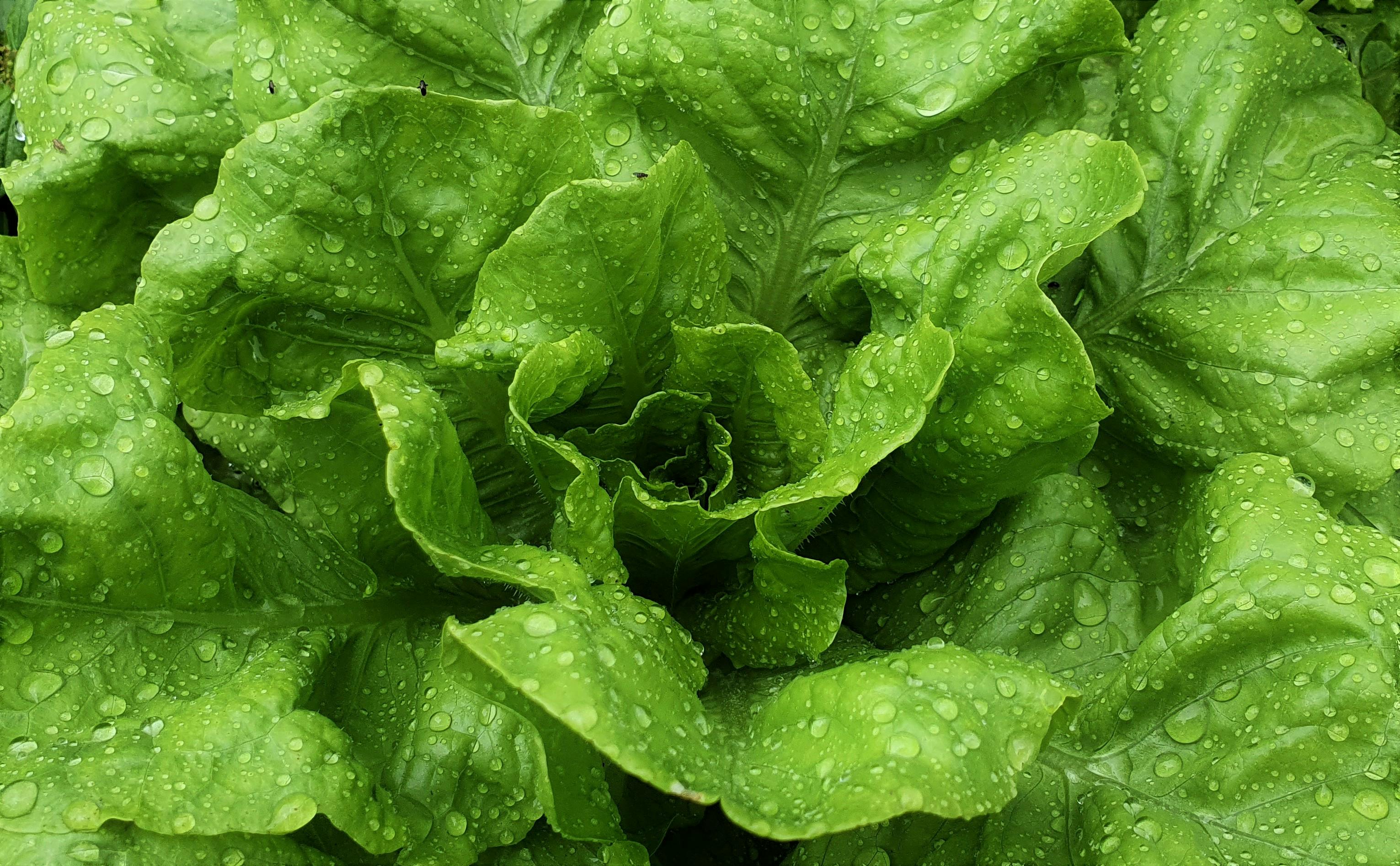 Healthy Weight Gain Foods