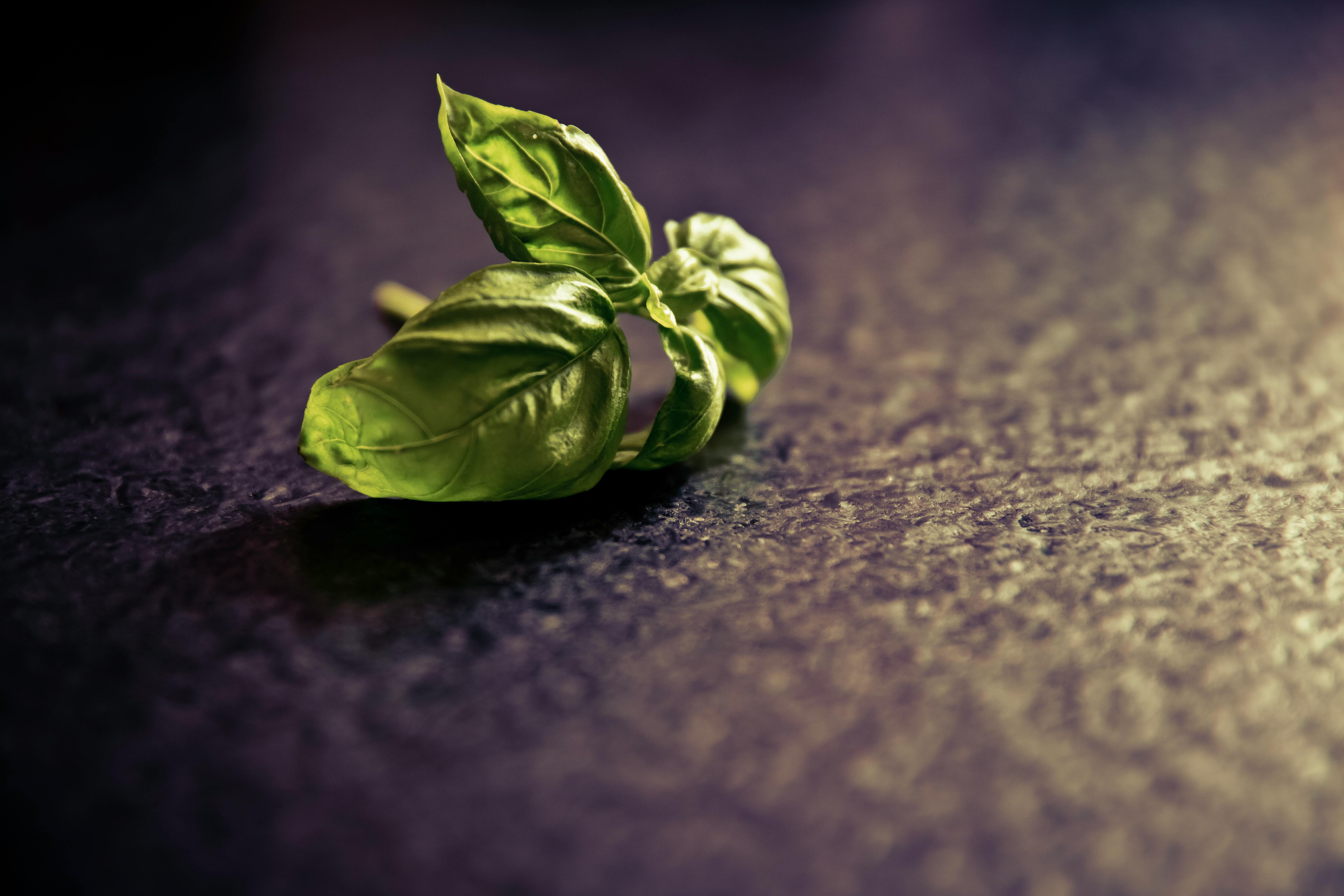 Practical Guide to the Wild Diet: 5 Ways to Succeed in 2025