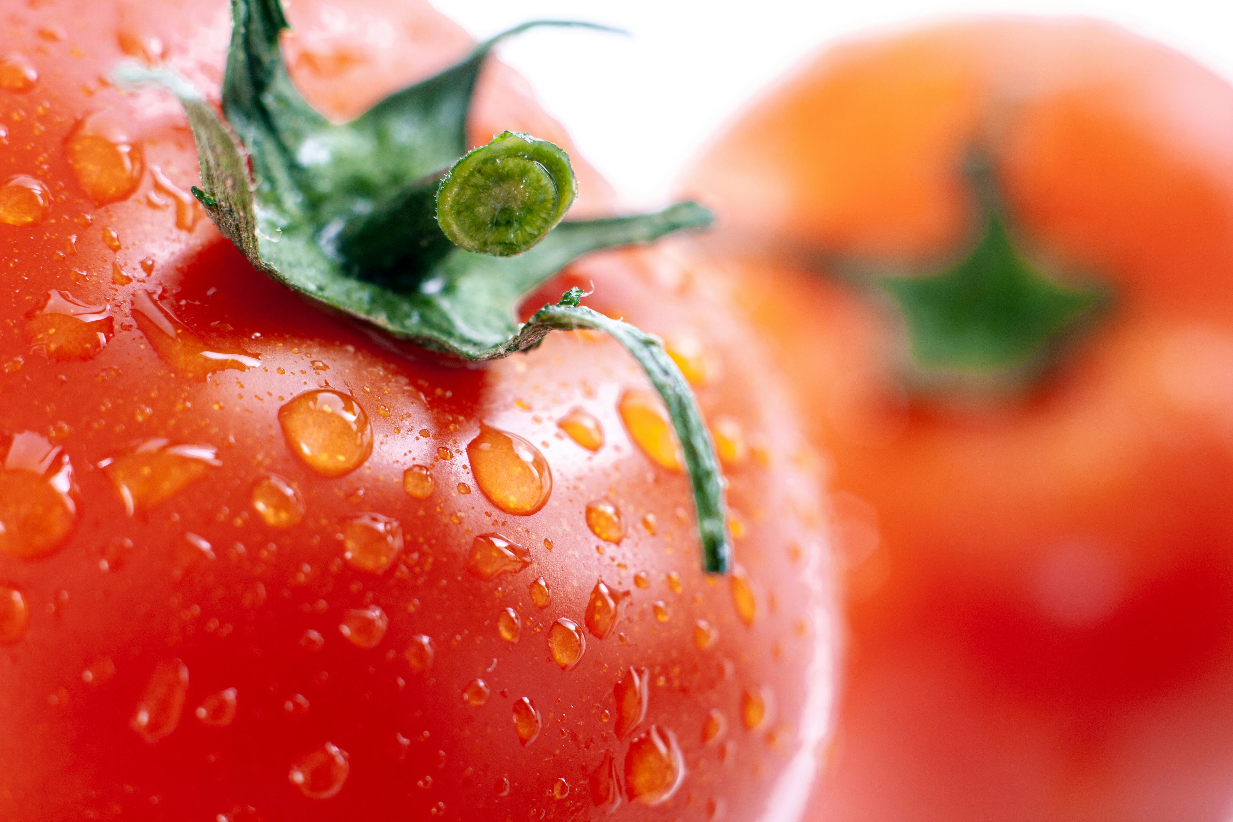 Best 5 Diet Options for Dogs with Pancreatitis in 2025
